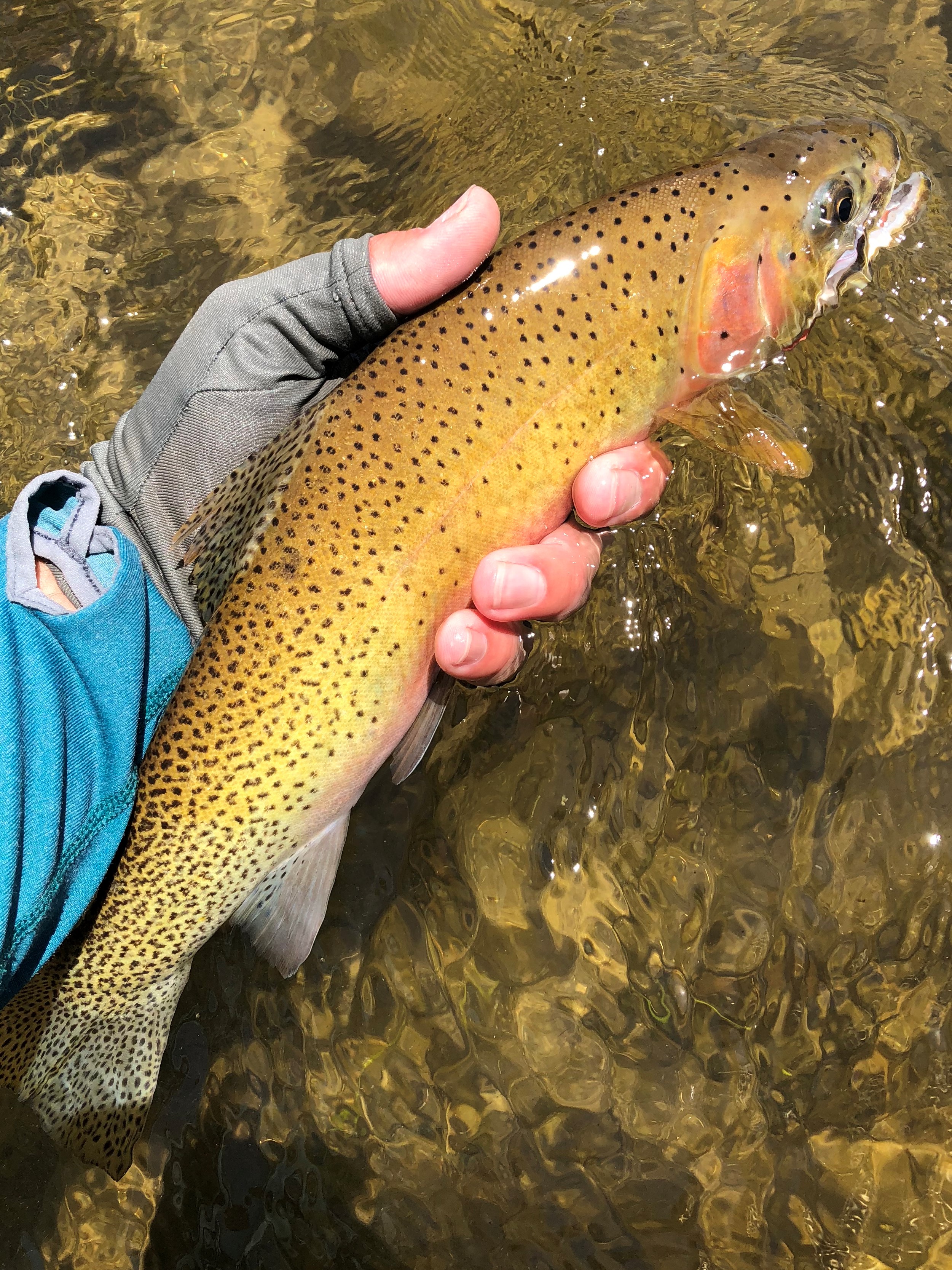 sage fly fishing