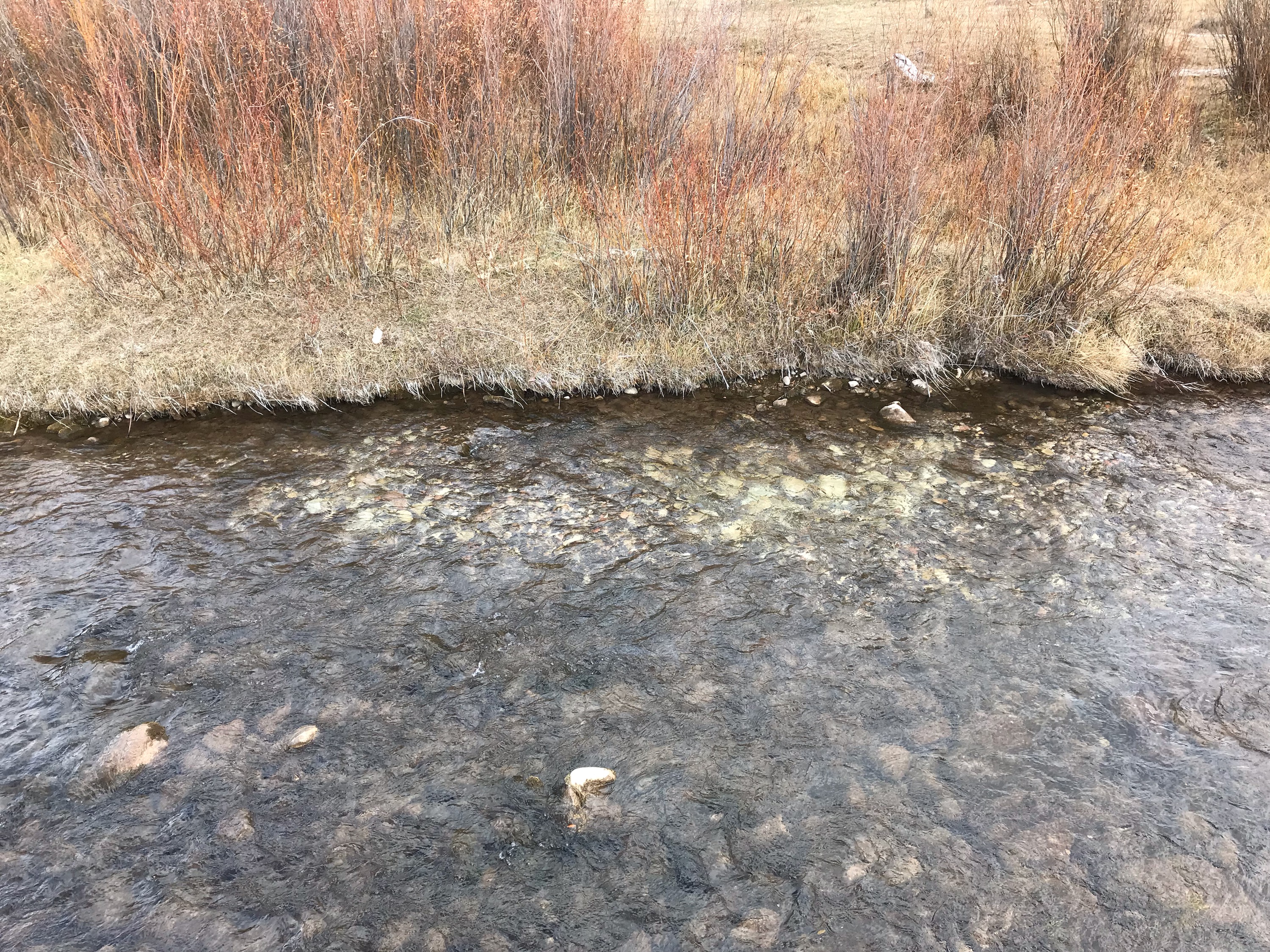 The white, cleaned off rocks indicate a redd